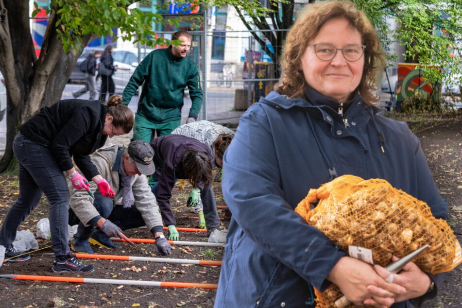 Dresden: "Trampelfläche" verschönert: 13.000 Zwiebeln für den Frühling