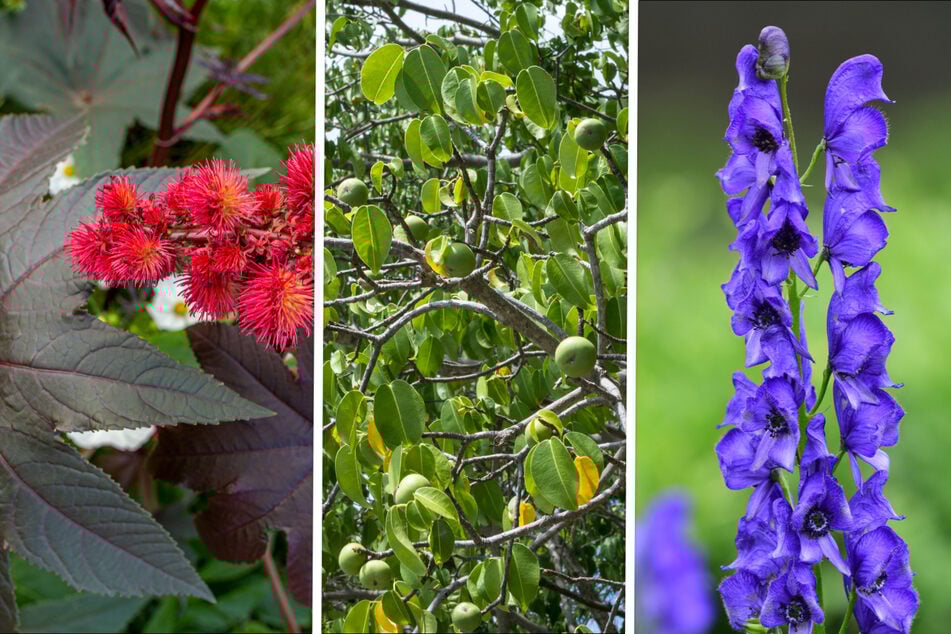 ¿Sabías que la planta más venenosa del mundo está en algunos jardines?