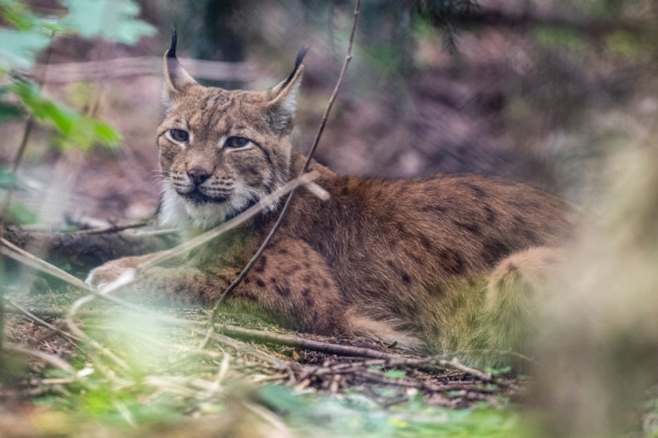 Der Luchs und viele weitere Bewohner des Wildgatters warten auf Euch.