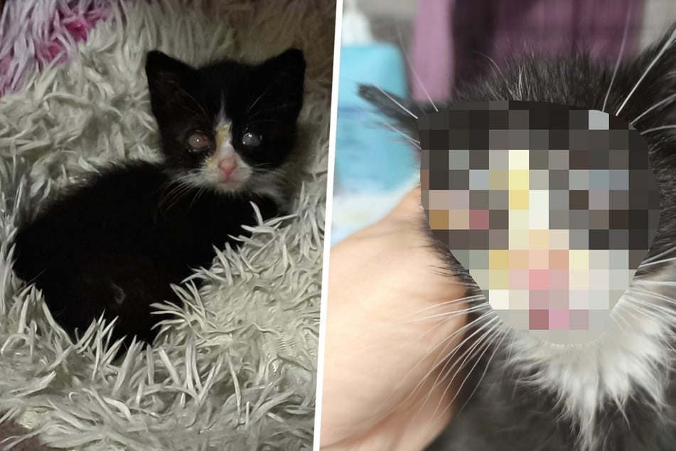 In schlimmem Zustand kam Sunny im vergangenen Sommer in Ankes Obhut.