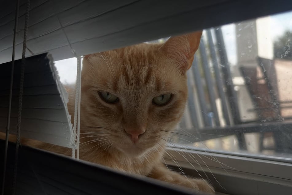 Der Stubentiger hat es faustdick hier den Ohren.