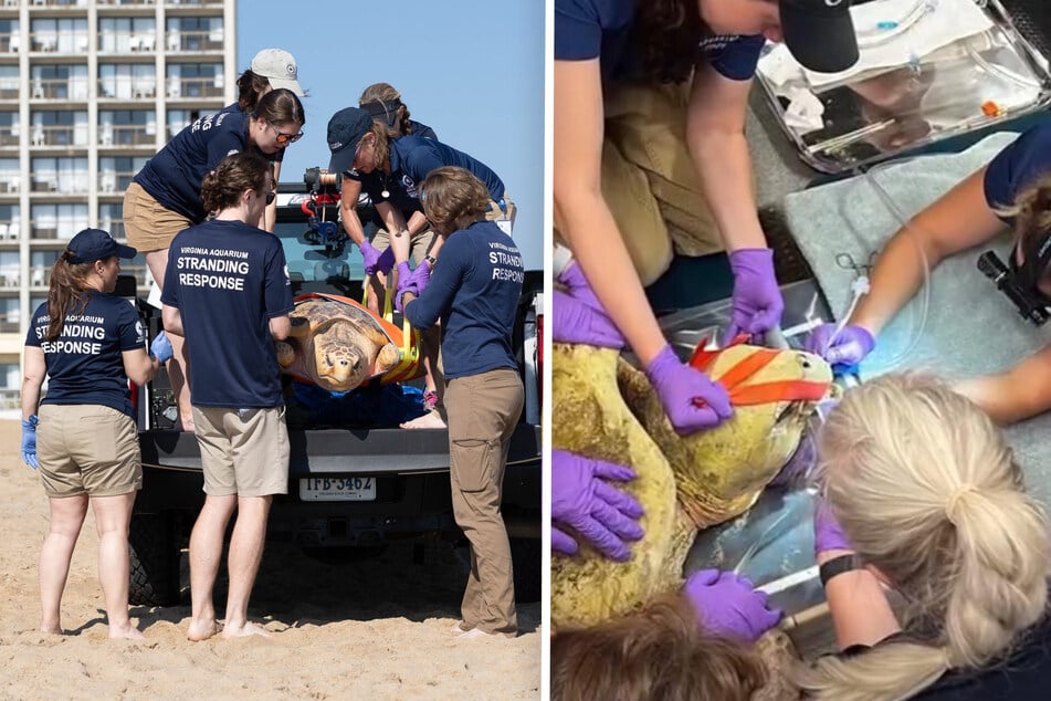 Die Unechte Karettschildkröte konnte unter großem Einsatz gerettet werden.