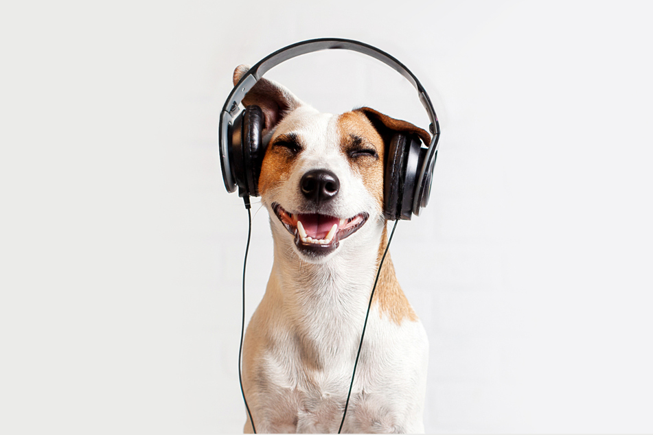 Auch Hunde hören gerne Musik. Manchmal können sie dadurch sogar beruhigt werden. (Symbolbild)
