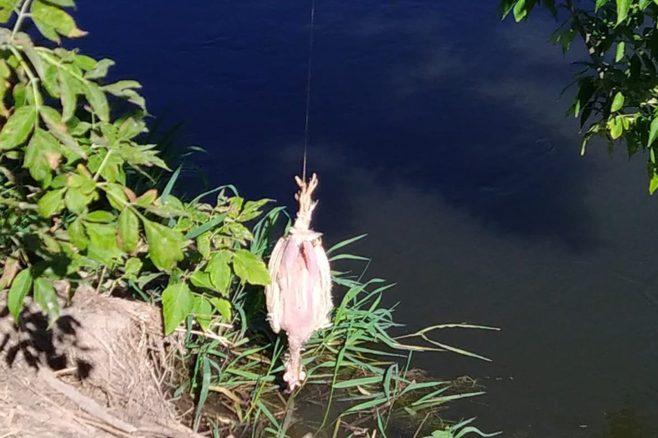 Ein verendetes Huhn wird als Futterköder eingesetzt. Das Krokodil hat bislang aber noch nicht angebissen.