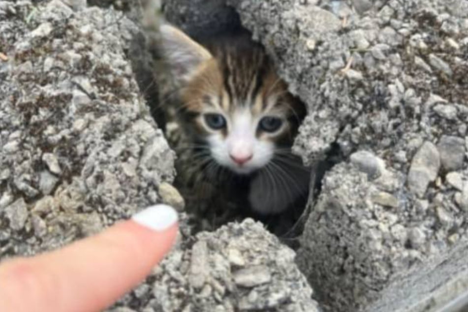 Wer schaut denn da aus der Mauer.