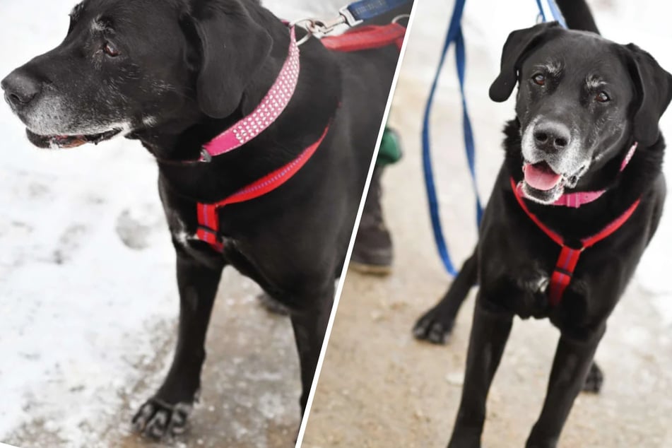 Labrador-Retriever-Rüde sucht ein Zuhause auf seine alten Tage: Wer hat ein Herz für Isak?