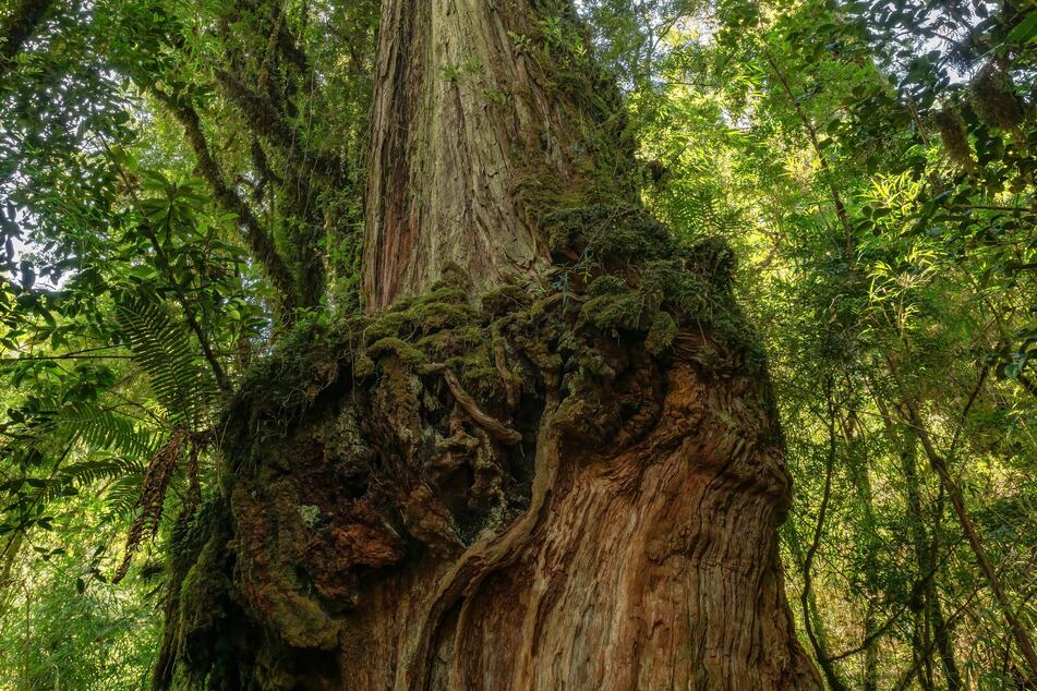 Im Nationalpark Alerce Costero in Chile steht eine Patagonische Zypresse, die 5400 Jahre alt sein soll.