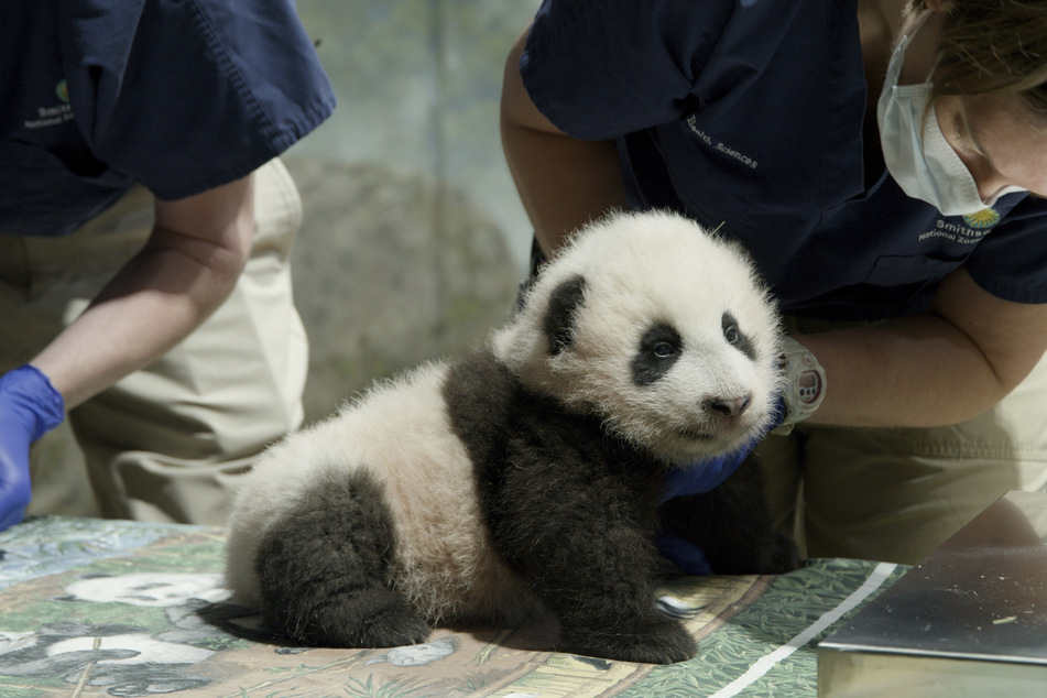 Das "kleine Wunder" Xiao Qi Ji ist gesund und munter.