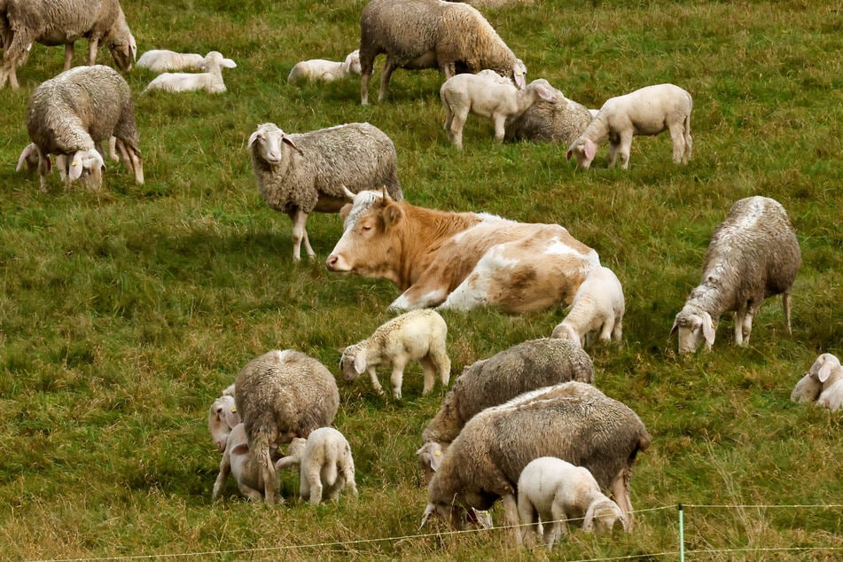 Acción de Adviento: El Lebenshof de Bonn agradece la generosa donación