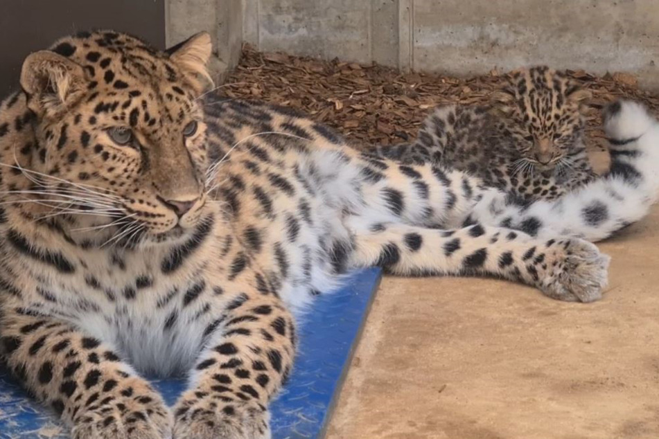Taufe im Zoo Leipzig: "Manju" ist nicht nur süß, sie heißt auch so!