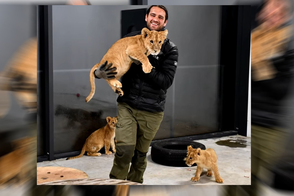 Todesurteil von Löwenjungen war besiegelt: Doch für die jungen Raubkatzen gibt es ein Happy End