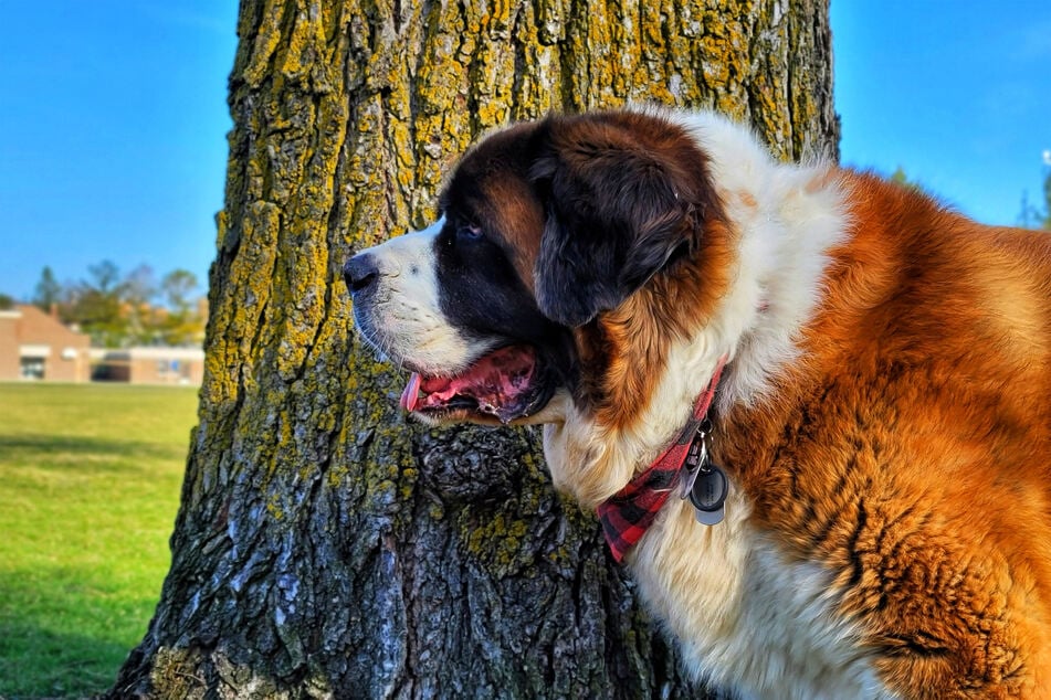 There are few dogs more fluffy and friendly, or more expensive, than the Saint Bernard.