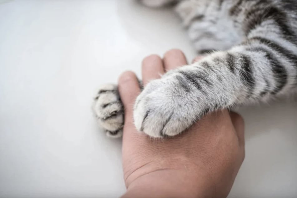 Der Kater überlebte die Schussattacke nicht. (Symbolfoto)