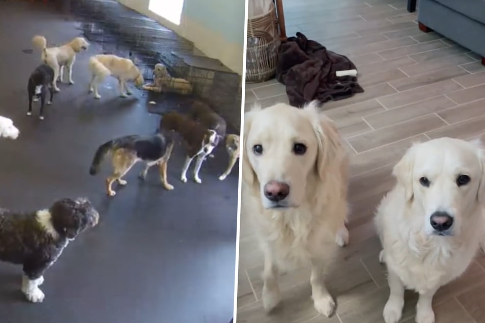 Their stay at the dog day care center was no walk in the park for golden retrievers Bill and Nelson.