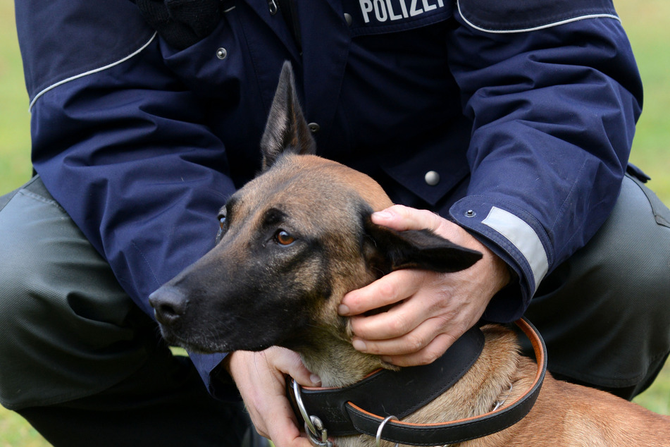 Der Polizeihund spürte den Verdächtigen in einem Gebüsch im Ruhrpark auf. (Symbolbild)