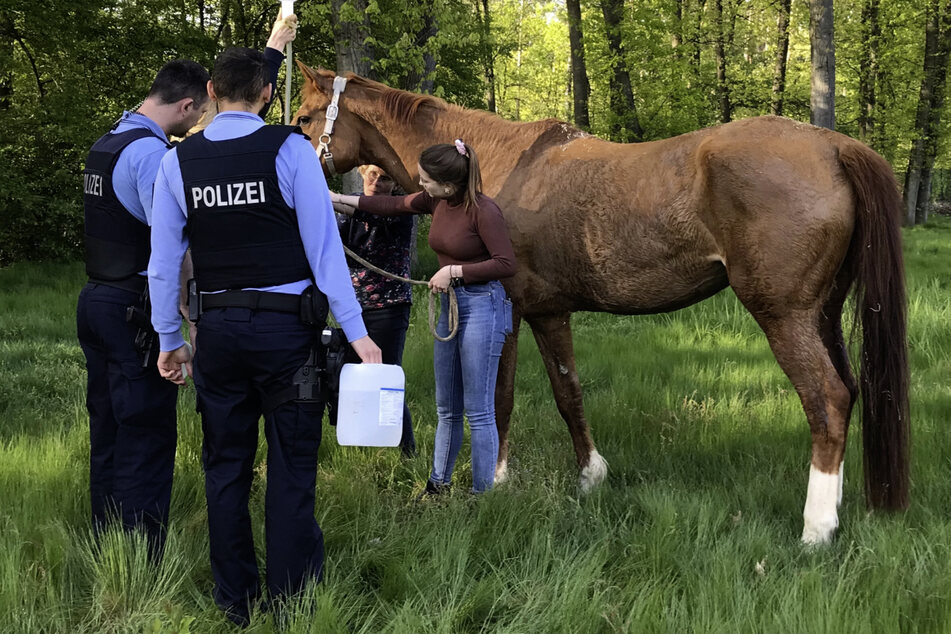 Die Polizisten organisierten Wasserkanister für "Lotte", nachdem das Pferd aus dem Anhänger befreit worden war.