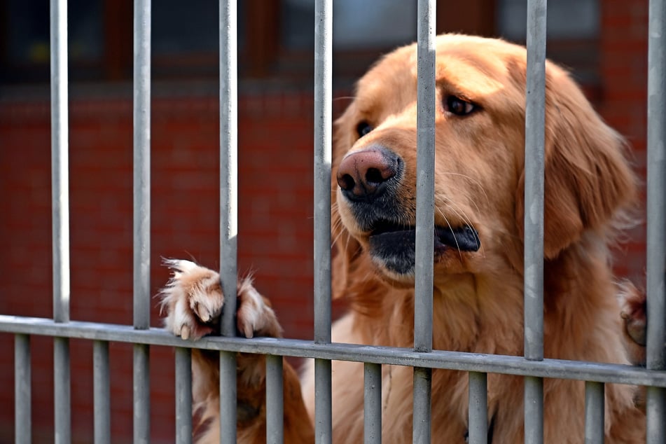 Warum dieser herzige Golden Retriever wohl im Heim leben muss?