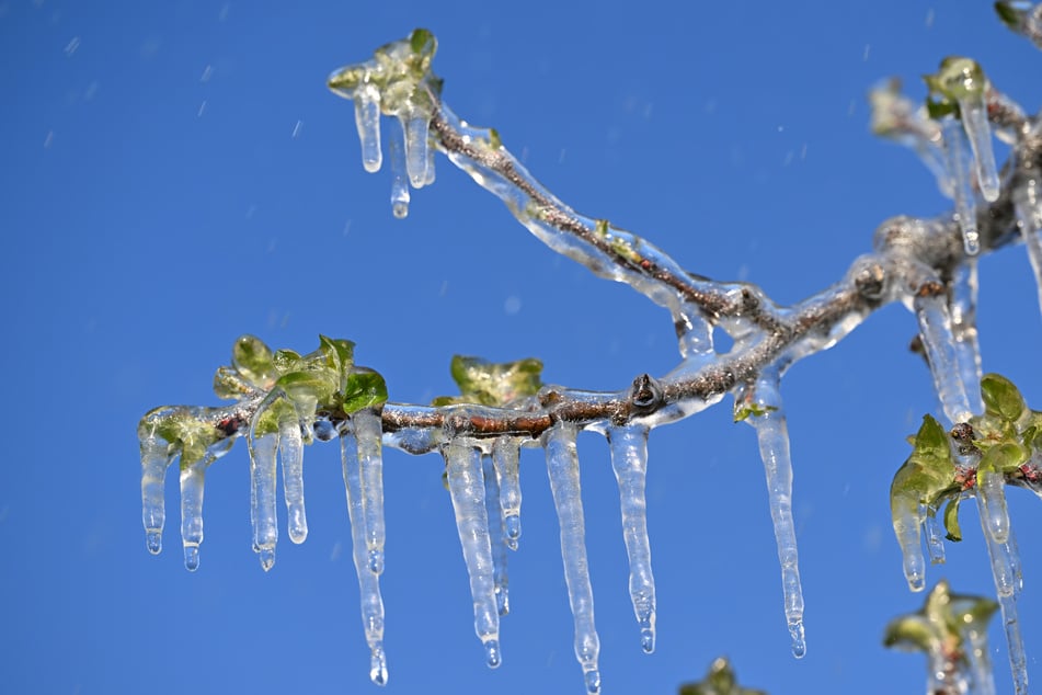 Auch eine schützende Eisschicht konnte viele Blüten nicht vor dem Erfrieren retten. (Archivbild)