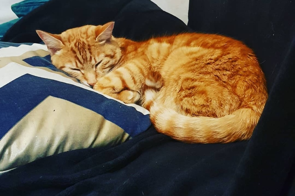Inzwischen wechselt Tigger zwischen seinen zwei Familien hin und her.