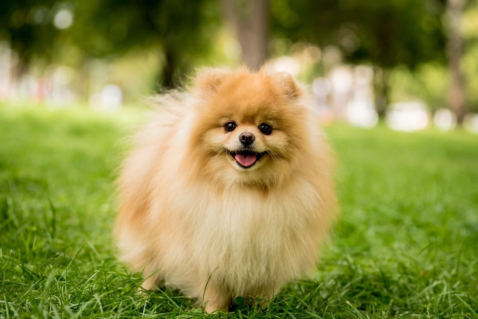 Insbesondere kleine Hunde bekommen häufig süße Hundenamen.