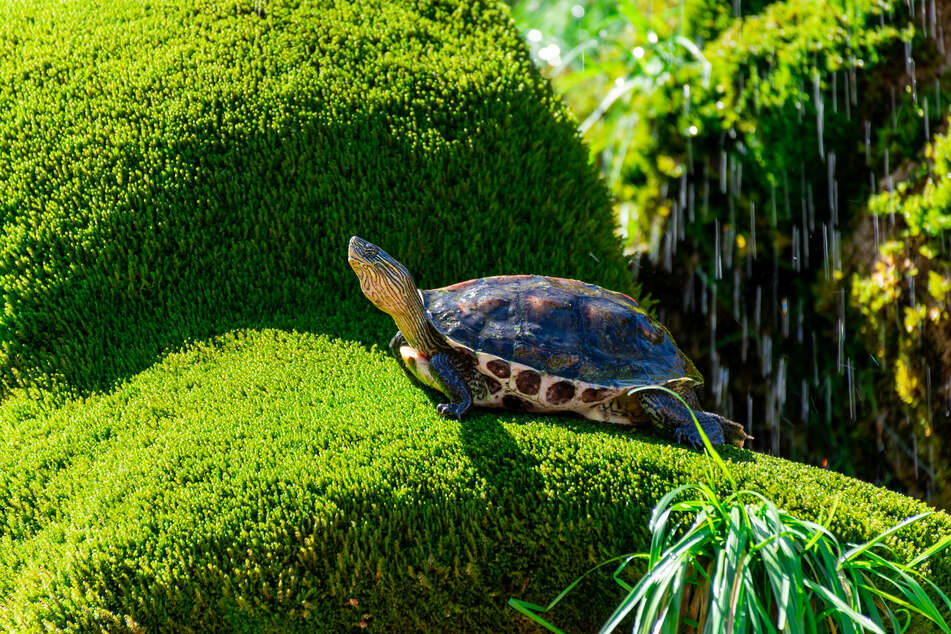 Ein Schildkröten-Freigehege muss artgerecht bepflanzt und strukturiert sein.