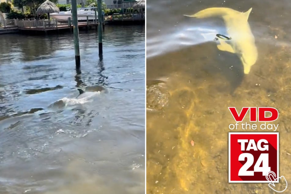 Today's Viral Video of the Day features a dolphin that swam up and showed off in front of a couple of locals!