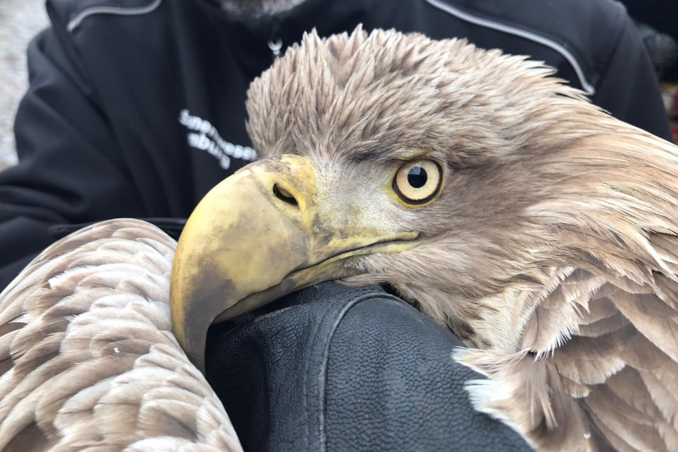 Dem Seeadler wurde vermutlich durch ein Windrad schwer verletzt.