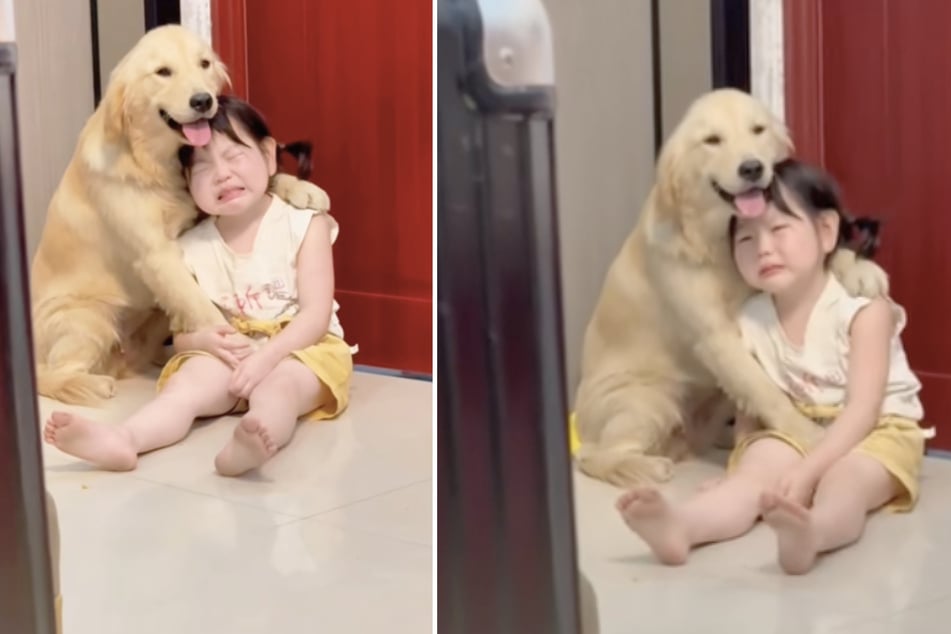 Ein Golden Retriever war sofort an der Seite des Mädchens, als sie von ihrer Mutter Ärger bekam.