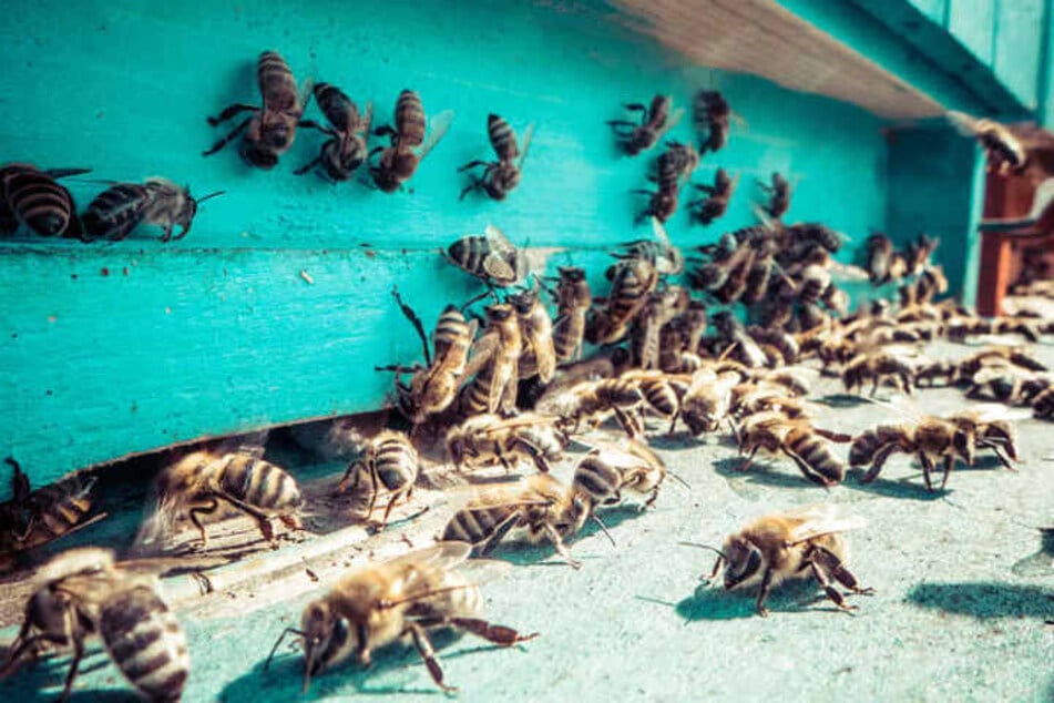 Afrikanisierte Honigbienen werden seit den 1950er-Jahren in Südamerika gehalten. Sie produzieren mehr Honig als die dort einheimischen Arten, gelten aber als besonders aggressiv. (Symbolbild)