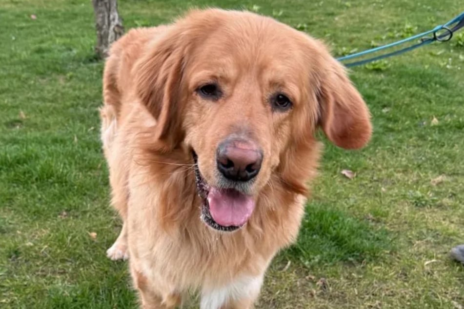 Der zwei Jahre junge Hund landete im Tierheim Bergheim, nachdem sein Frauchen verstorben war.