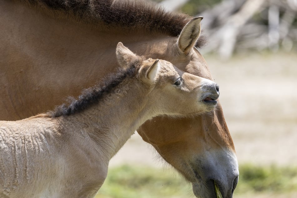 Stute Belle und ihr kleiner Hengst leben in einer Herde im Tierpark Hellabrunn.