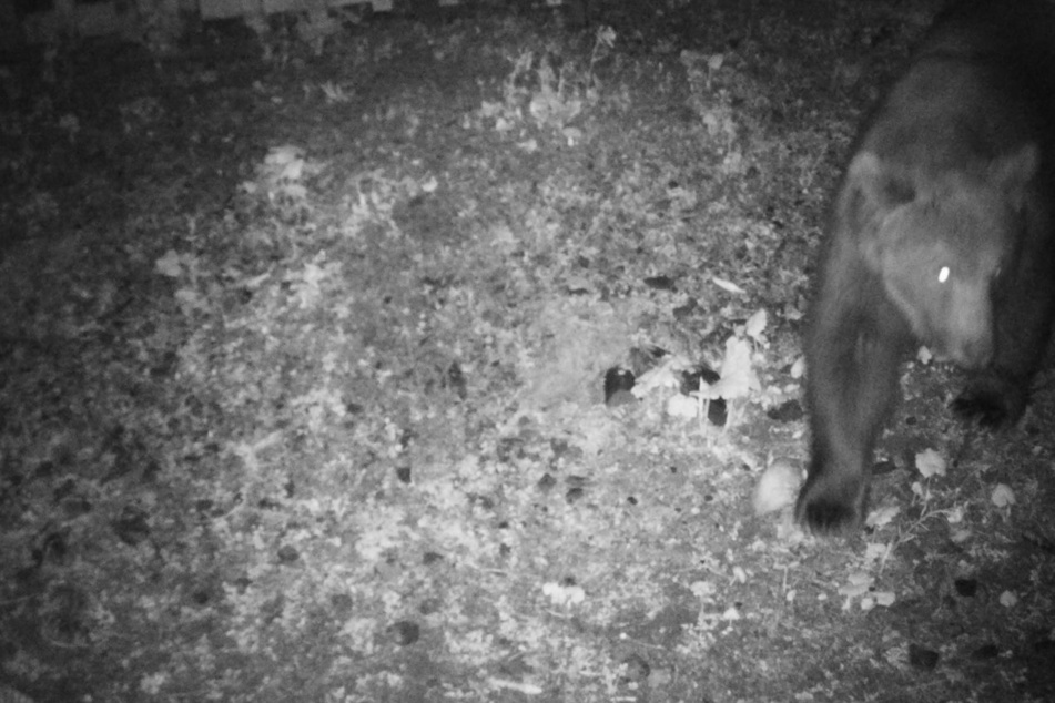 Der Bär tapste in der Nacht auf Mittwoch in eine Wildkamera.