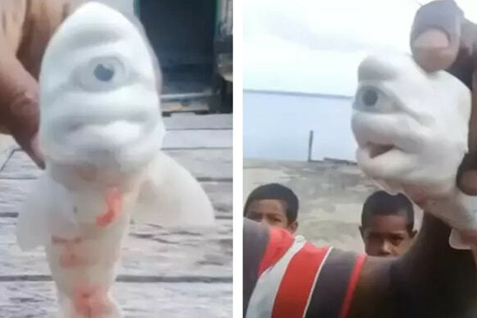 This special shark was discovered by fishermen in Indonesia.