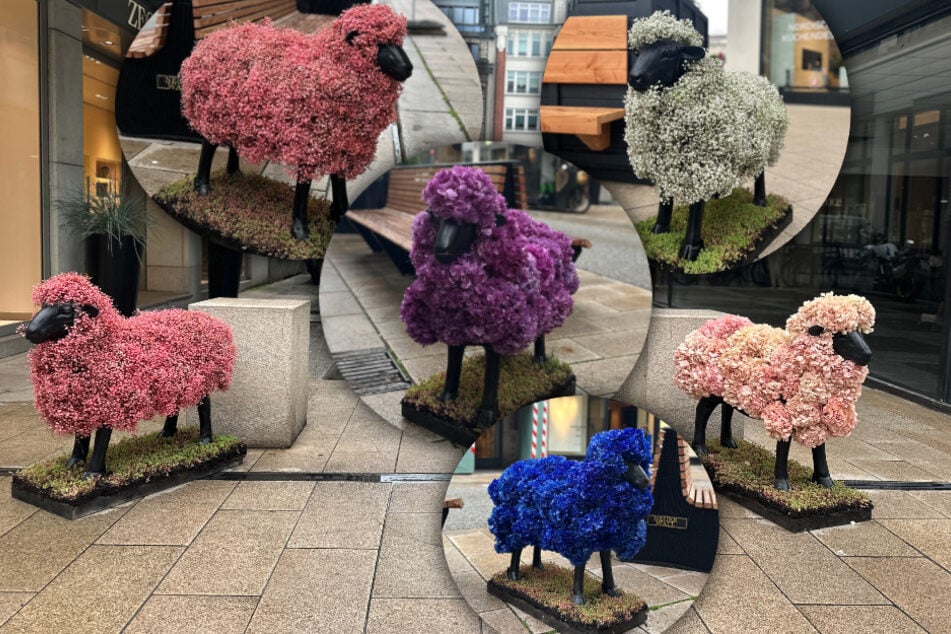 Insgesamt 25 im Boden festgeschraubte Blumenschafe stehen rund um den Neuen Wall verteilt. Die Tiere sind mit echten Blumen, die haltbar gemacht wurden, bepflanzt. Damit die Schäfchen trotzdem insektenfreundlich sind, stehen sie auf einem Sockel mit bienenfreundlichen Kräutern.