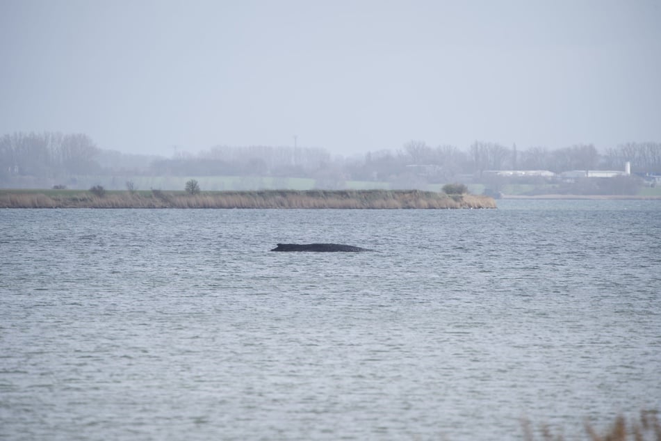 Nachdem sich der Wal am Montagabend selbst befreite, strandete er am Dienstag erneut kurz vor der Insel Poel.