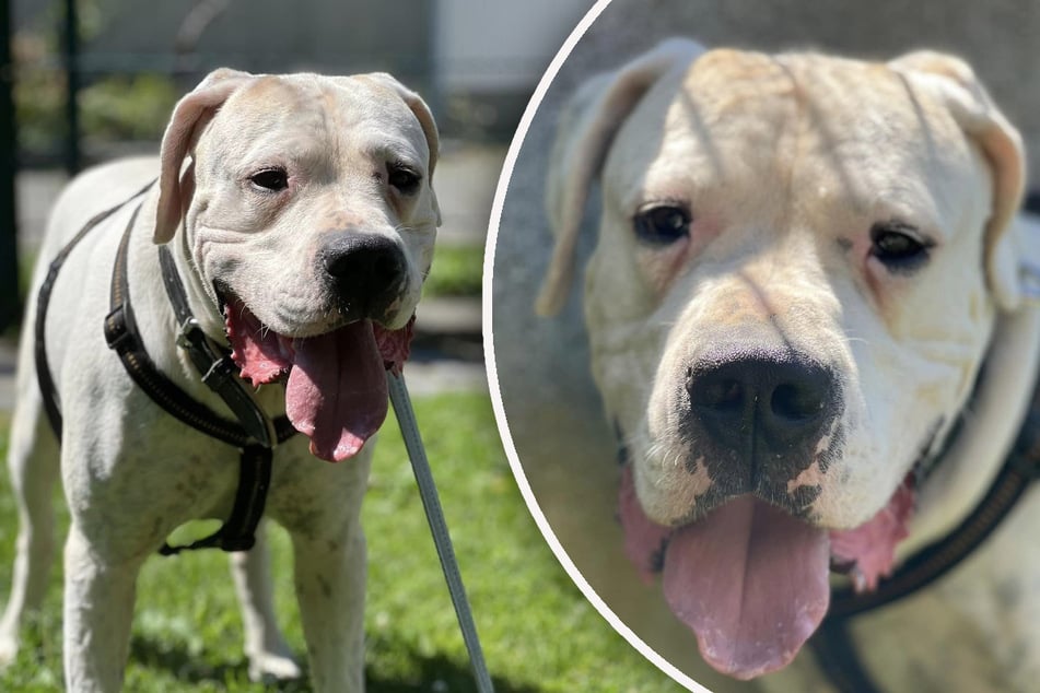 Dogo Argentino "Arthos" hat viel Liebe zu geben, findet er passende Menschen?