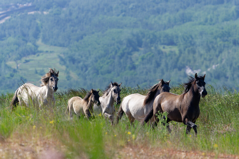 Pilotprojekt in NRW: Hier könnt Ihr ab sofort Wildpferde bestaunen