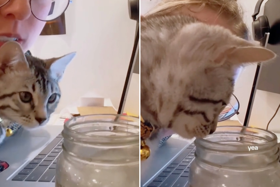 Curious kitten and bubbly water don't mix – to the delight of TikTok