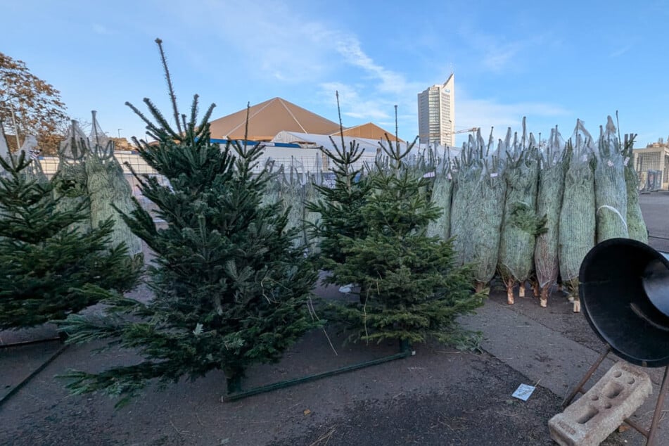 Die Saison ist eröffnet: In Leipzig läuft der Weihnachtsbaum-Verkauf an.