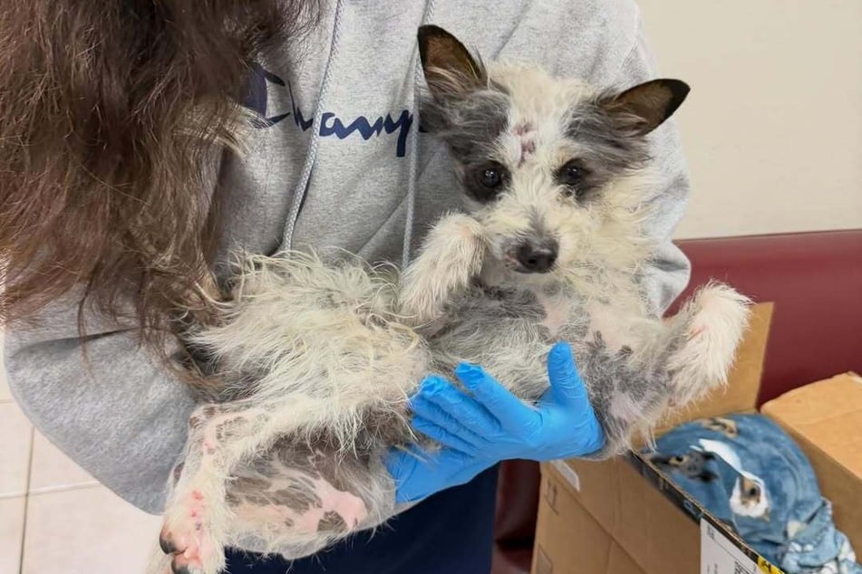 Mittlerweile hört der kleine Racker auf den Namen Banjo.