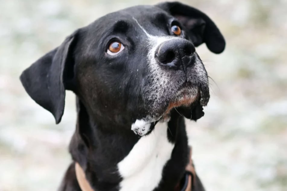 Boxer-Mix Anubis (8) lebt aktuell im Berliner Tierheim.
