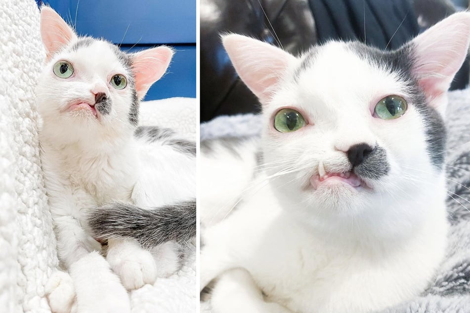 Pinocchio the cat was born with a rare genetic defect.