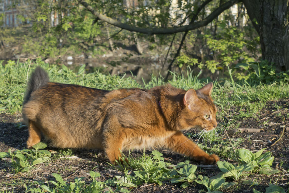 Some of the best domestic hunters are Somali cats.