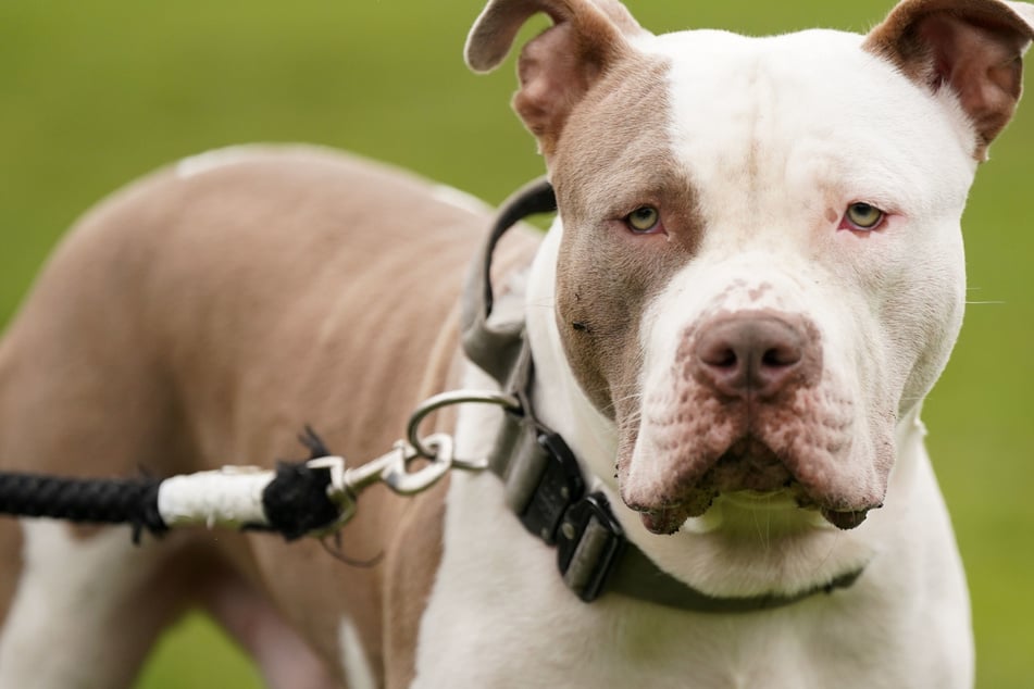 Vom eigenen Hund getötet: Deshalb ist diese Rasse verboten!