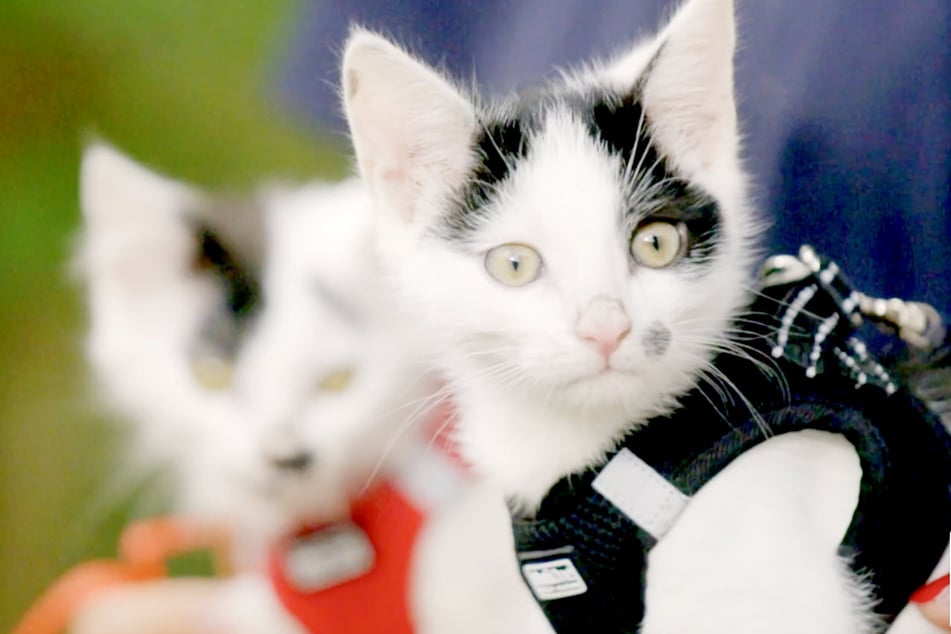 Die Baby-Katzen wurden ausgesetzt, als sie erst wenige Tage alt waren.