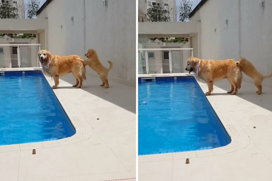 Netter Versuch, aber das war wohl nichts: Der kleine Matteo versucht verzweifelt, die große Hundedame Lulu in das Wasser zu schubsen.