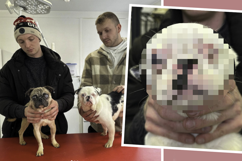 Züchter erschaffen Grusel-Hunde: Tierschützer retten die entstellten Tiere