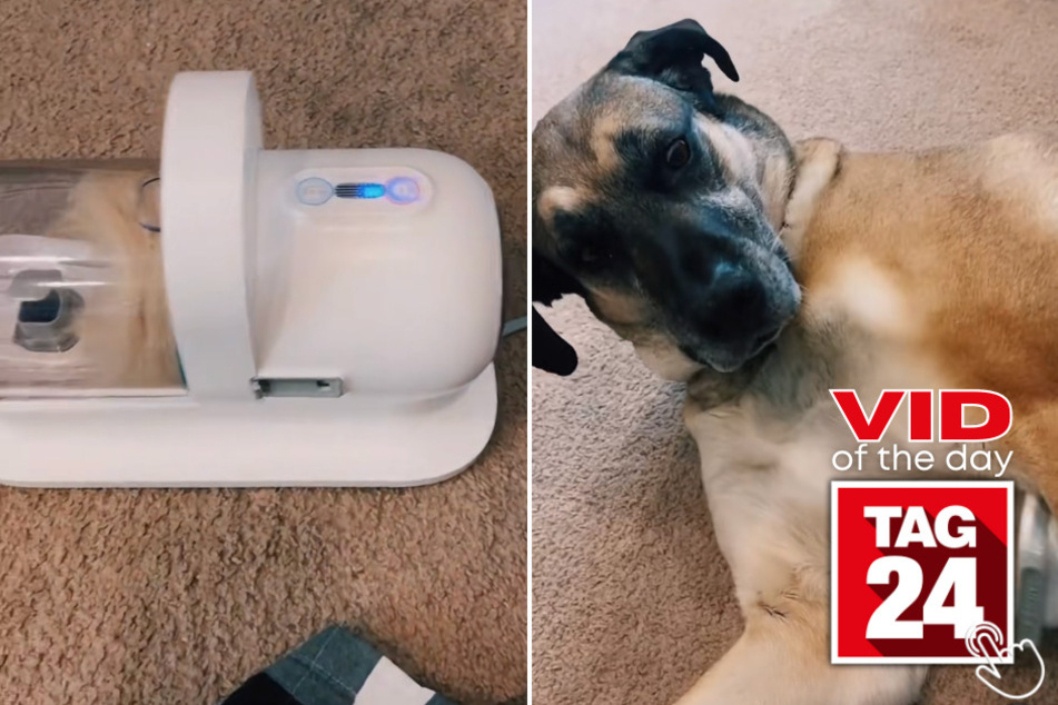 Today's Viral Video of the Day features a huge fluffy dog enjoying a de-shedding vacuum tool.