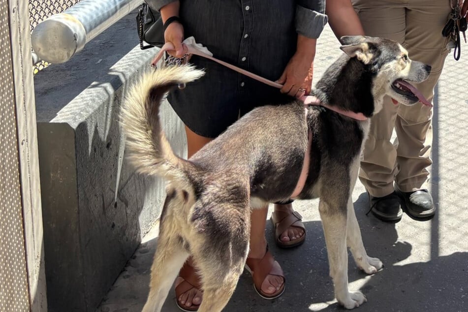 Als Retter dank Mikrochip sehen, wo Hund herkommt, haben sie ein ganz spezielles Problem
