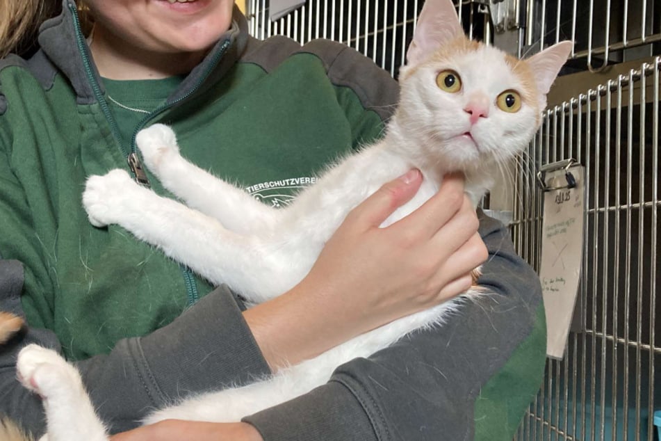 Kater Calli aus dem Hamburger Tierheim sucht nach einem liebevollen Zuhause.
